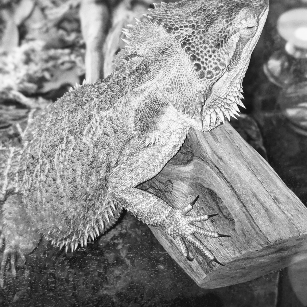 Meet your Posher, Robert